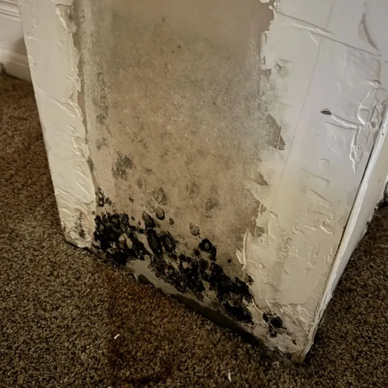 Professional Mold Removal in Gilmer County, WV